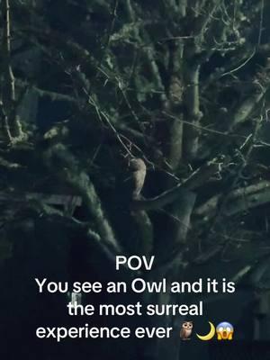 I was walking my puppy Jj and saw this lovely owl! 🦉 I was so happy to encounter this lovely bird! Guys it’s a good omen when you see an owl!!!! 🦉 #owl #owlsighting #owlsoftiktok #owltok #owllove #iloveowls #buho #birdsoftiktok #birdsofprey #birds #birdies #birdie #spiritualtiktok #goodomen #beyondtheveil #throughtheveil #spiritualawakening #spiritualjourney #spiritguide 