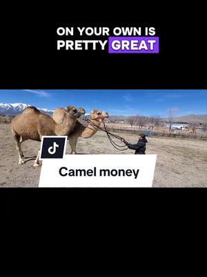 Im ok with this. 🤣 #k9cowgirl #HeathersHints #HeatherBeck #caninecattleandcamelranch #camel 