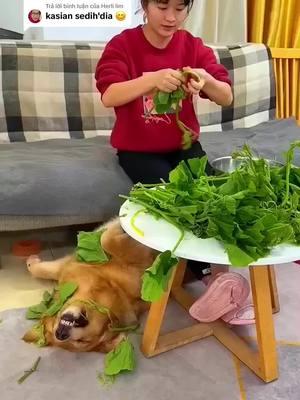 Trả lời @Herli lim cute dog #dog #pet #lovedogs #dogvideos #viralvideo #funnyvideo #comedia #foryoupage #fun # @pet cute  @pet cute 