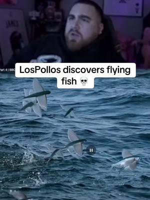 LosPollos might be a genius #lospollostv #youtube #reaction #god #flyingfish #fish #nationalgeographic #discovery #fyp #foryou