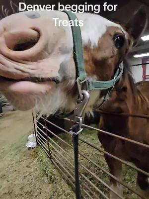 Just Denver at her best #fyp #foryoupage #fypviral #viralshorts #viralvideo #trending #trendingreels #horsesoftiktok #horses #clydesdale #earthshakers #majestic #brokenspokeclydes #brokenspokeclydesdales #lovewhatwedodowhatwelove #familybusiness #majestic #drafthorses #liveyourbestlife #doingwhatilove #livingthedream #shareyourstory #nwss2025 #dreamscometrue #enjoytheride #workhardplayhard #dreamscometrue #nationalwesternstockshow #poweredbydolanram 