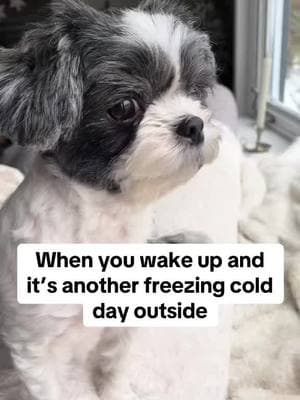 Luna isn’t a fan of the cold! #dogsoftiktok #dog #shihtzu #miki #maltese #yorkie #fyp #coldweather 