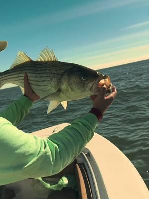 Let em go, let em grow 🤙 #ny #fishinglife #stripedbassfishing #boattok #jamaicabay #centerconsole #fyp #foryoupage #fishing 