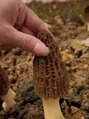 Every Morel Holds the Flavor of the Forest: So Much Fun to Harvest!#morelmushrooms #morel 