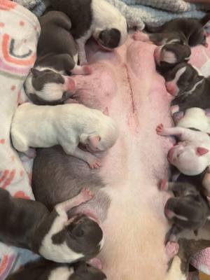 #abkc  #americanbullies #pocketbullies #mccrackenmadebullies #bluetri #bluetrindle #piebald #bluepocketbullies #prettybabies @McCracken Made Bullies 