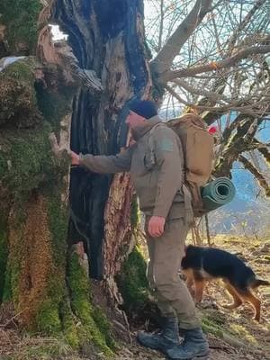 Building A Secret Shelter in a Tree#bushcraft #outdoor #survival #build #craftingvisionary #fyp