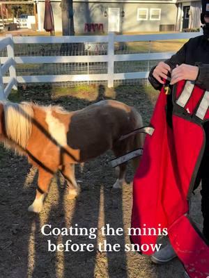 We love our derby safety coats for the minis. No leg straps or buckles. All Velcro. Easy on easy off! #derbycoats #weatherchannel #bighorsefarm #bighorsefarmcompanyllc #winterweather #snowinhouston  #donkey #donkeyoftiktok #donkeysoftiktok #donkeys #minidonkey #minidonkeysoftiktok #minidonkeysoftiktok #farmlife #farmlifeisthebestlife  #miniaturehorse #minihorse #horse #horsesofinstagram #horses #pony #minihorsesofinstagram #miniaturehorsesofinstagram #equestrian #mini #minihorses #amha #miniaturehorses #minipony #americanminiaturehorse #appaloosa #shetlandpony #amhr #miniature #riding #farmlife #ponies #equine #horselover #nmprs #instahorse #shirehorse #poniesofinstagram #rescuethoroughbred #shirehorsesofinstagram #minihorse #pony #horse #horses #miniaturehorse #horsesofinstagram #mini #minihorsesofinstagram #equestrian #minihorses #shetlandpony #caballosminiatura #minipony #caballos #colombia #miniburros #miniaturahorse #minidonke #paturras #ponis #patianas #fedeponis #caballo #rancholosmini #minicatle #equine #equs #minivacas #shetlander #ccc #girardota #shetty #ponies #cavalo #pasofino #miniaturehorses #farmlife #miniaturehorsesofinstagram #caballocriollocolombiano #doma #raspa #accesoriosequinos #mulas #domaequina #domaracional #caballocriollo #cabalgata #caballistasdecorazon #jaquimonesdenudos #trocha #jaquimon #mulacolombiana #caballista #amha #osequinos #pferd #dise #horselife #horselove #appaloosa