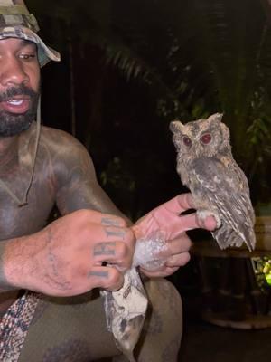 I rescued and released these owls from a market in Bali 🦉#rescue #animals #tiktok #fyp #nature #freedom #indonesia #bali 