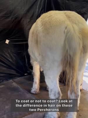 Not all horses needs coats for the snow. Some are just built for it! #bighorsefarm #bighorsefarmcompany #bighorsefarmcompanyllc #donkey #donkeyoftiktok #donkeysoftiktok #donkeys #minidonkey #minidonkeysoftiktok #minidonkeysoftiktok #farmlife #farmlifeisthebestlife #chickens  #drafthorse #horse #horsesofinstagram #kaltblut #equestrian #horses #drafthorsesofinstagram #heavyhorse #pferd #trekpaard #kaltblutliebe #instahorse #equine #percheron #shirehorse #paard #horselove #drafthorses #draft #clydesdale #cheval #pferdeliebe #shire #st #immaterieelerfgoed #erfgoed #equestrianlife #agrarischerfgoed #belgischtrekpaard #ikwashier #horselover #noriker #koudbloed #traditie #dressage #chevaldetrait #dchen #h #pferde #pferdem #pony #horselife #caballo #trait #horsepower #horseriding #traitbelge #stallion #equinephotography #kaltblutpower #belgiandrafthorse #percheronsofinstagram #bighorse #pferdefotografie #drafthorselove #horsephotography #horsegirl #kallblod #irishcob #soulhorse 