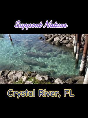 Support Nature #crystalriver #manatee #florida #citruscounty #seacow 💕💕