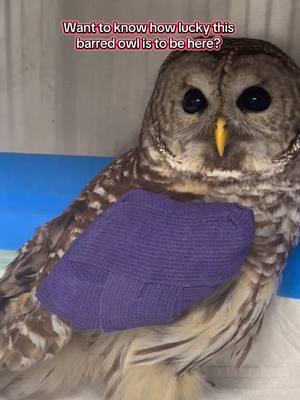 It takes a village to help injured wildlife. A Good Samaritan noticed this owl hanging by fishing line in a tree. He got to work and safely cut the owl down, got him contained and transported him here for care ❤️  Lesson to learn: don’t leave fishing line behind. If you are out hiking and see discarded fishing line, please take a moment and safely dispose of it. You might just save a bird 🙏 #owls #fishingline #goodsamaritan #barredowl #wildliferehab #lovemyjob #dayinthelife 