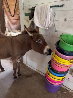 He knows exactly what he's doing #Dunkin #donkey #minidonkey #funnyfarm #rescueanimals #rescued #funnyanimals #cuteanimals #longears #delmarfarm 