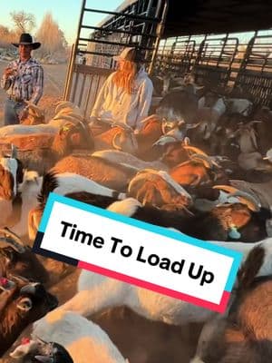 Time to load up and head home. #goats #goatscaping #goatgrazing #grazinggoats #contractgrazing #contractgoatgrazing #targetedgrazing #targetedgoatgrazing #grazingsystems #prescibedgrazing #prescribedgoatgrazing #systemsgrazing #rentagoat #yardmaintenance #weedremoval #firefuelreductionw #brushremoval #thegoatguy #goatguy #newmexico #bosque #newmexico #cowboymax