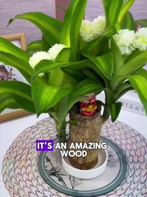 Transform your space with the stunning Brazilian Wood 🌿✨ Perfect for adding that natural touch to any room! Don't miss out on this exclusive deal — your home deserves it! Order now and elevate your decor today! 🏡💚 #HomeDecor #BrazilianWood #NatureInspired #InteriorDesign #GreenVibes #WoodLovers #PlantLife #HomeUpgrade #EcoFriendly #LivingRoomStyle #TikTokMadeMeBuyIt #BestDeal #RoomTransformation #HomeImprovement 