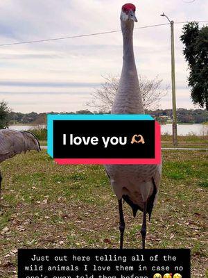 I think they understand me🥰🩶 . . . #carlthecrane #sandhillcrane #naturelover #animalsdoingthings #animalsdoingfunnythings #funnyvideo #funnyvideos #makemelaugh #floridaproblems #funnyanimals #viralanimalsoftiktok #animalsoftiktok #exoticpets #funnybirds #lakelife #lakelifebestlife #onlyinflorida #thedodo #fyp #viralanimals #sandhillcranes #birdlover #birdlovers #fypシ #fypage #babysandhillcranes #floridawildlife 