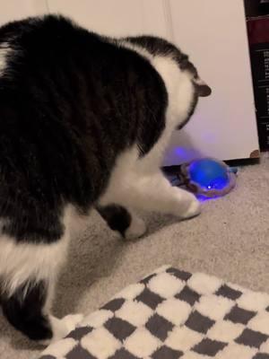 Meows still has 3 more weeks of restrictions, so she got her own interactive toy to help with boredom! #interactivecattoy #cattoys #foryourcats #cats #catsoftiktok #TikTokShop #tiktokshopfinds #playtime #gift #toy #fun #foryourpet #fyp #enrichment #enrichmenttoys #meowser #stray #straycat #rescued 