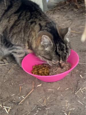 Tuesday Breakfast w/Daily Hiss #fyp #dailyhiss #feralcatsoftiktok #helpcontrolthepetpopulation #spayandneuteryourcats #tnr #tnrworks #trapneuterreturn #feralcat #feralcats #catsoftiktok #cattok #cats 