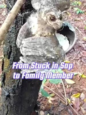 The owl stuck in tree sap captured the man's heart#fyp #owl #animals #cute #us 