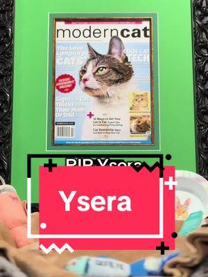 Good Morning Ysera's Army, Today is an incredibly difficult and tragic day for all of us. Our beloved girl, Ysera, passed away at 12:30 PM on 1/20/25. In her final days, she faced significant health challenges, and it became clear that her neurodegenerative disease had progressed rapidly. She had an appointment for her heart ultrasound that same day, which I even moved up to 12:15 PM. However, when I approached her, I sensed something was truly off. I immediately took her to emergency care, but sadly, she stopped breathing on the way. I had an instinct that Ysera had passed before we arrived at the vet. I kissed her on the head and entrusted her to the vets, who began CPR, but she had passed away. It all happened so fast—in just 30 minutes from when I left my house to when she was pronounced dead. Her heart simply wasn't strong enough. I was with her in her final moments, and I hope she felt my presence by her side. We are heartbroken to share this news with you. Ysera was a brave, strong, and special soul who brought love, joy, and smiles to so many. Ysera, honored as 2024 America's Favorite Pet, brightened our days with her soft and loud meows, adorable bleps, beautiful eyes, and boundless love. She loved this world and her family, and I know she cherished her Army. Ysera always protected us from nightmares and has now joined the eternal slumber of our other beloved pets. I’m sure she is having fun, playing, and running around us in spirit form. Just know that in those final moments, Ysera was still very much herself. She fought until her last breath, still meowing and playfully battling with me. She absolutely knew how many people loved and cared for her—those incredible individuals who built this community and stood by us through it all. We are profoundly grateful for all the love and support you've shown her and us, and I’m sure she feels the same gratitude. Ysera was the sweetest little girl, entrusting me with her care. Every moment we spent together—during exercises, grooming, or feeding—she would gaze at me with her magical, trusting eyes, perky ears, and beautiful snoot. Those memories will forever be etched in my heart. In closing, I want to express my heartfelt thanks to all of you. Thank you for being here, for your love, and for everything you’ve done. Ysera taught us that regardless of the challenges a pet may face, they still deserve our love, care, and happiness. When we first adopt a pet, they look to us for their care and well-being. It’s our responsibility to ensure they are taken care of for their entire lives, no matter how long or short that may be. Please don’t abandon your pets; they depend on you to be their world, and without you, they have no one else. They truly deserve it. I may share a video or go live on TikTok to connect with our community and grieve together, but for now, everything is uncertain as we navigate through this emotional time. We will need some time to heal from this loss, as it's too difficult to think about anything else at the moment. With love, Charlie (Ysera's dad), Sophie (Ysera's mom), Simba, Azshara, and Banshee and from Above Ysera ❤️🌈  P.S. I felt I couldn’t grieve without making one last video of Ysera and informing you all. #ysera #yseratok #kitten #cute #specialcat #catsoftiktok #kitty #goodmorningysera #catsofinstagram #catsoffacebook #ndd #neurodegenerativedisease #yserasarmy 