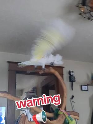 Furby saw an ad for Taco Bell #furbythebirb #beautifulbirds #parrots #birdvideos #cutebirds #parrotsoftiktok #umbrellacockatoo #cockatoos #cockatoo #cockatoosoftiktok #talkingbird #cutebirdvideos #exoticpet #fyp #birdsoftiktok #mypetparrot #loud #tacobell