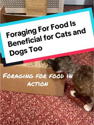 It’s enriching, foraging for food. And the Amazon box arrived anyway so no extra cost. #groucho #devonrex #catsoftiktok #catbehavior #enrichmentforcats #catenrichment #foodpuzzle #stevedale #stevedalepettips 