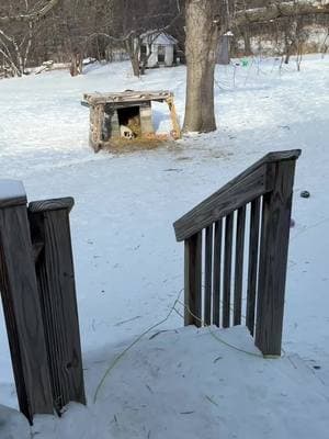 These cold weather farm dogs are built different.  And yes, the doggy door is open to the garage. The garage is heated. They have raised dog beds in the garage. We love our dogs. 🖤 #poppletreecreekfarms #smallfarm #farmdogs #coldweather #doghouse #snow #minnesota 