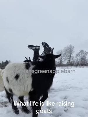 Who doesn’t love mischief and mayhem in their life?!?! #leamansgreenapplebarn #goats #michiganfarmer #7generationfarm #familyfarm #onthisday #goatsoftiktok #lovegoats 