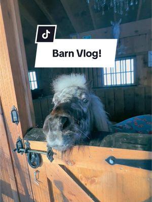 Barn Vlog! #Vlog #barnvlog #farmvlog #farmlife #farm #horsegirl #horse #horses #horsetok #horsesontiktok #fyppppppppppppppppppppppp #fypシ゚viral #fyp #minihorse #miniaturehorse 