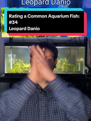 Rating a Common Aquarium Fish: Leopard Danio #thompsonaquatics #ratingfish #leoparddanio #aquariumfish #aquarium 