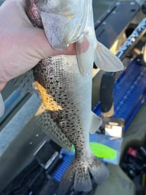 Caught them almost every cast! #kayakfishing #hobiefishing #winter #speckledtrout 