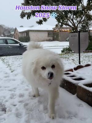 The excitement in their faces and zoomies 🥹🥹 Ohh how they missed the snow 🥹❄️🫶 Sooooo what are yall up to today? Did you work or did they let you stay home?  #houston #houstonsnowstorm #houstonsnowstorm2025 #americaneskimo #americaneskimodog #snowdog #snowdogs #thingstodoinhouston 