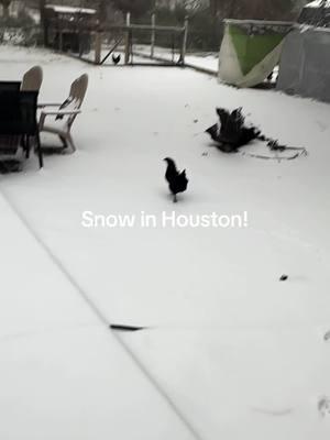 It’s finally snowing south of Houston! Chickens tried to jump over the snow. Get ready for some snow spam today. #snow #finnsflock #houstonsnow #chickens 