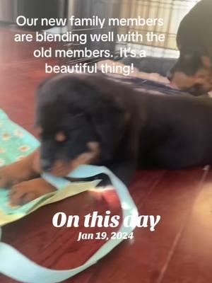 #onthisday #rottipups #karma #kaos #serbianrottweilers #fypシ゚viral 