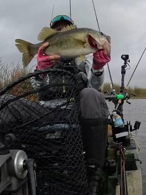 What a #Brute #savageGearHard4Play #favoriteswimbait @savagegearamericas #everglades #SouthFlorida #southfloridafishing #fish #FishingIsGoodHere #WomensFishingFederation #KayakBassFishing #Bass #KBF #KayakFishing #GoProHero13 #bassfishing #NativeWatercraft #NativeSlayerMax10 @gopro