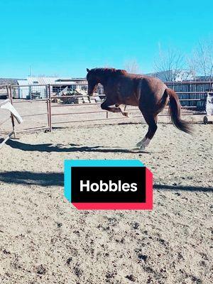 Sage's first time with hobbles #rockinkhorses #sage #redroanmare #redroanhorse #strawberryroanmare #strawberryroanhorse #coltstarting #horsetraining #hobbles #roundpen #roundpenwork #roundpentraining #SpringervilleAZ #Arizona #azhorselife #random #randomvideo #FNX #FNXelite #fnxfit #fnxambassador #hygainfeeds #rankestrope 