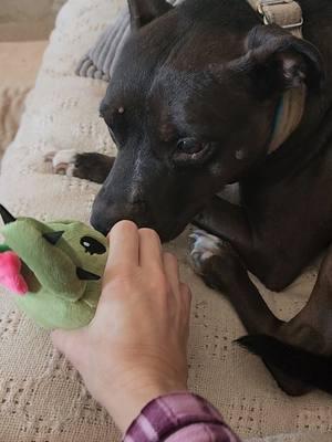 Another pup stole Annie's toy and tore it up so we got a more durable option from @Shop BARK  #TikTokShop #dog #dogtoy #dogsoftiktok #rescuedog #supportanimalrescue  #bark #barkbox #playtime #tiktokshopjumpstart  #creatorsearchinsights 