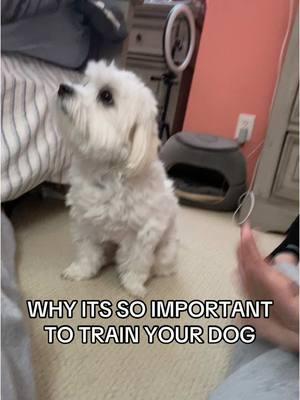 for love #DogTraining #kiwiandluka #dogsoftiktok #maltipoo #recalltraining #goodestboy #doggos #dogmom 