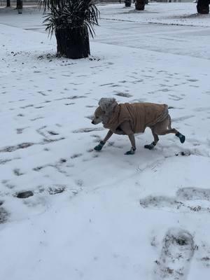 George is not impressed with the weather “Louisiana’s Sneauxpocalyose #chihuahua #georgethechihuahua #applebottomjeans #bootswiththefur #snow #louisianasnow #itssneauxing 