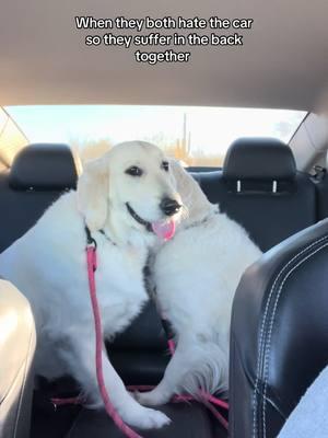 Leia looks like she might 🤮 #dogsoftiktok #PetsOfTikTok #doglife #doglover #englishcreamgoldenretriever #goldenretriever #funnydog 