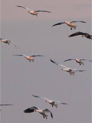 Anybody got these birds on their mind ?!?! It’s coming up quick !!  - - 📸 @Matthew Ryan Bielski  #presleysoutdoors #waterfowlseason #hunting #waterfowlhunting #wedowhatwesell #goosehunting #snowgoose #snowgeese @AF Waterfowl @Ira's Salsa @HEVI-Shot 