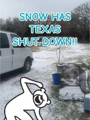 #Texas #snow #rescue #adoption #Love #donations #dogsoftiktok #heavysheart #abuse #dogs #adoptdontshop #streetdogs #help #501c3 