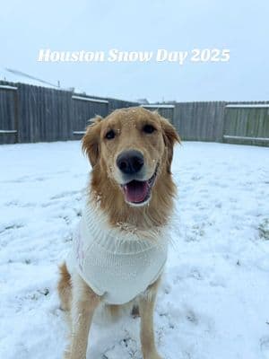 The best thing about the snow in Houston is watching all of the dog videos 😭❄️ #snow #snow2025 #texassnow #houstonsnow #dog #goldenretriever #doginsnow 