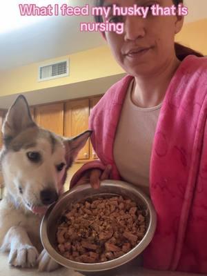 What I feed my husky when she’s nursing #fyp #dogsoftiktok #nursing #puppiesoftiktok #huskysoftiktok #whatifeedmydog #huskypuppy 