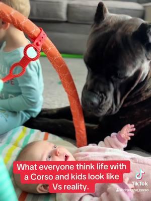 The chaos and overstimulation are real! 😵‍💫 #canecorso #PetsOfTikTok #dogsoftiktok #dogandkids 