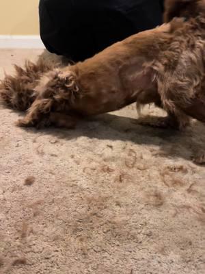 When you finally get rescued, get your mats shaved off and can finally enjoy being a dog… you can’t even wait until you’re done to enjoy rubbing and feeling the carpet on your skin. #rescuedog #abbysangelsanimalhaven #abbysangelsah #thejoysoflife #theyrewortheverything #theydeservebetter 