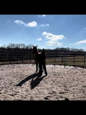 First session with Stella a 2yo filly in for colt starting!#groundwork #buckskin #roundpen #traininghorses #horsetrainer #kbhorsejourney #foryoupage #fyp 