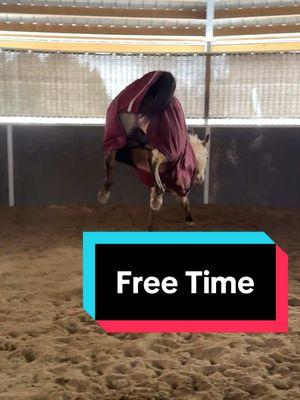 So important to just let them horse sometimes. #Taz #playtime #Taztalks #freetime 