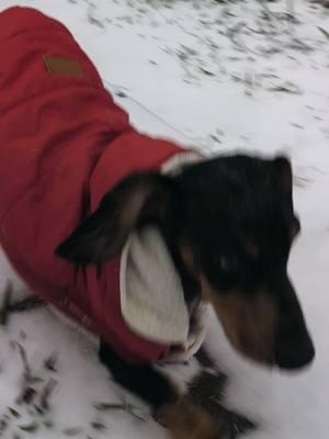 EEEEEEEEEEEEEKSSS it Snowed in SOUTH TEXAS Y'ALL  #snowday #snow #texassnow #southtexas #bcounty #brazoriacounty #angleton #freeport #texas #puppy #daschund #germanshepherd 