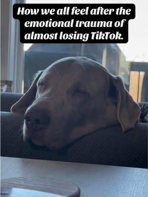 We are still recovering. ❤️‍🩹😂#fyp #dogsoftiktok #silverlabsoftiktok #silverlabsquad #silverlabs #foryou #follow 