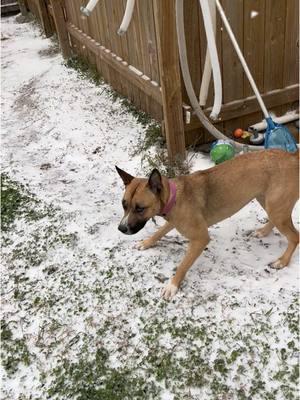 Lucy’s First Snow! #pitsky #dogsoftiktok #neworleans #snow #louisiana #fyp 